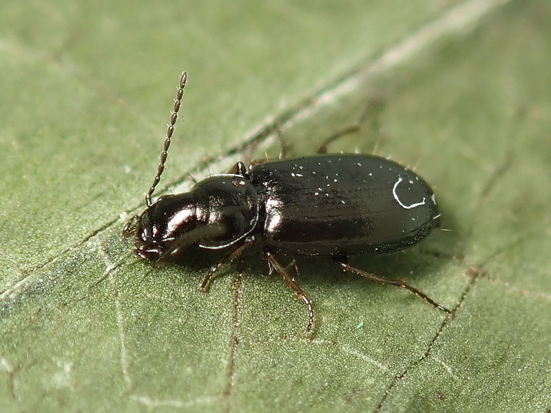 Carabidae: Amblystomus metallescens? ... o Amblystomus niger?